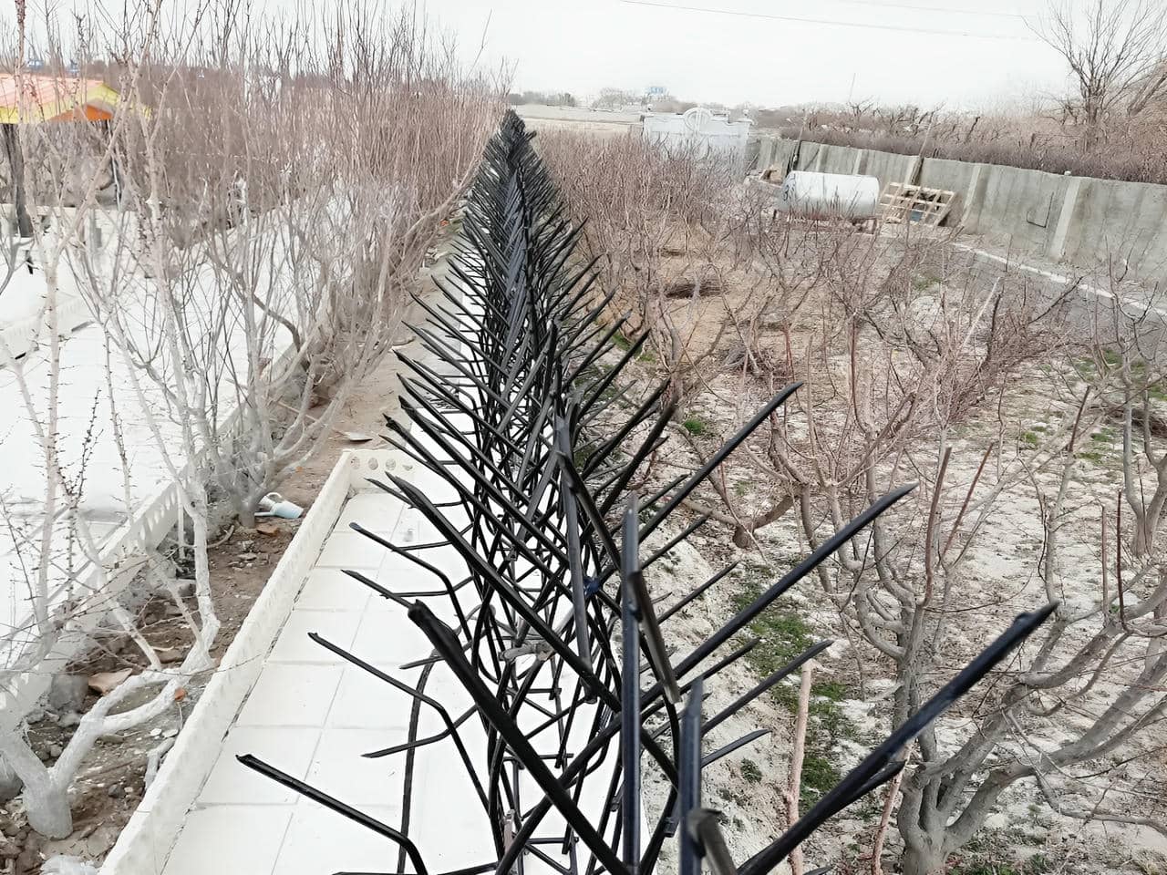 حفاظ شاخ گوزنی