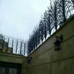 حفاظ شاخ گوزنی در مهرشهر کرج