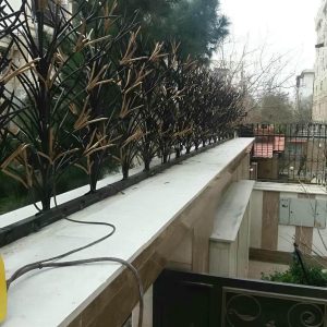 حفاظ شاخ گوزنی در بندرعباس