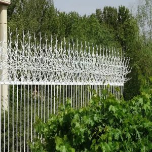 حفاظ شاخ گوزنی در ساوه