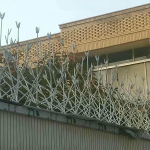 حفاظ شاخ گوزنی در ایرانشهر