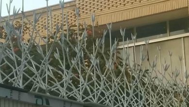 حفاظ شاخ گوزنی در ایرانشهر