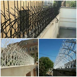 حفاظ شاخ گوزنی در قزوین