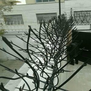 حفاظ شاخ گوزنی در کیش