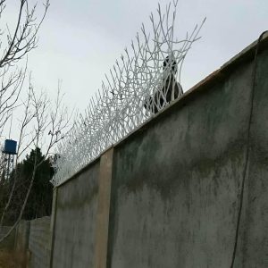 حفاظ شاخ گوزنی در لواسان