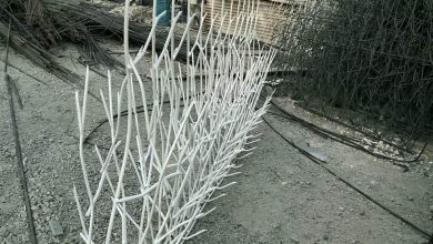 حفاظ شاخ گوزنی در یاسوج