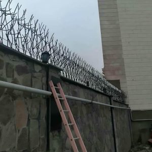 حفاظ شاخ گوزنی در بیرجند