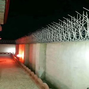 حفاظ شاخ گوزنی در رشت