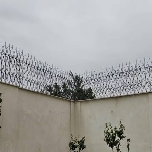 حفاظ شاخ گوزنی در تهران
