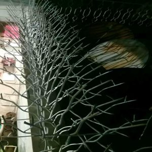 حفاظ شاخ گوزنی در استان گیلان