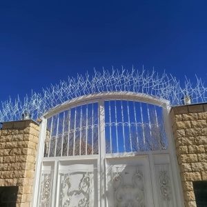 حفاظ شاخ گوزنی در بومهن