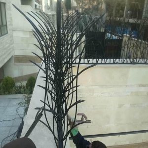 حفاظ شاخ گوزنی در شیراز