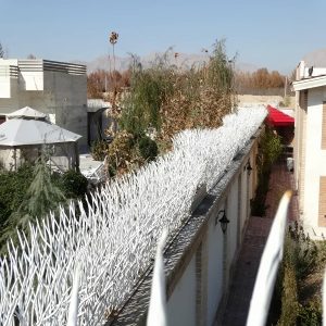 حفاظ شاخ گوزنی در محمدشهر