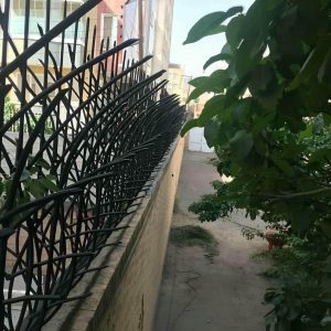 حفاظ شاخ گوزنی در سبزوار