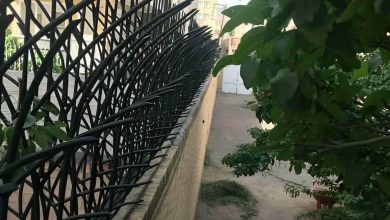 حفاظ شاخ گوزنی در سبزوار