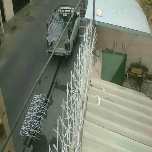 حفاظ شاخ گوزنی در تبریز