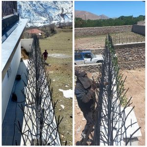 حفاظ شاخ گوزنی در بندر بوشهر