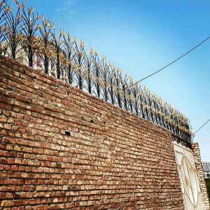 حفاظ شاخ گوزنی در رامسر